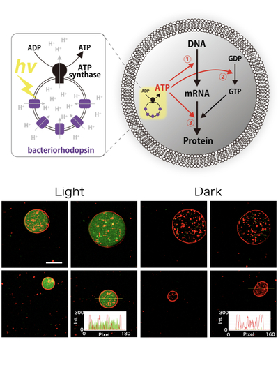 ELSI Scientist Constructs Artificial Photosynthetic Cells